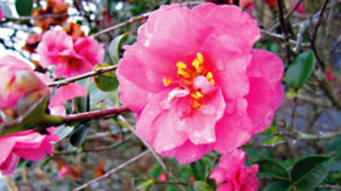 庭の花~!