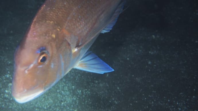 今夜のおかずに 美味しいお魚はいかがですか?