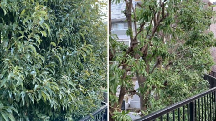 枝が伸び通気性の悪くなったシラカシ剪定作業