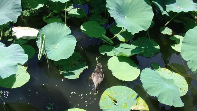 育児放棄 一人ぼっちのカルガモ 成鳥までもう少し 飛ぶ日はまもなく 39日目