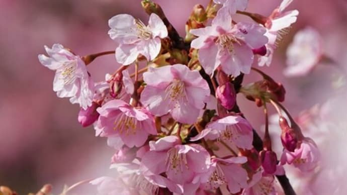 大根島の桜　ピークになりました　
