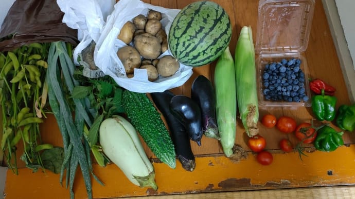 ブルーベリー食べ放題と野菜収穫体験