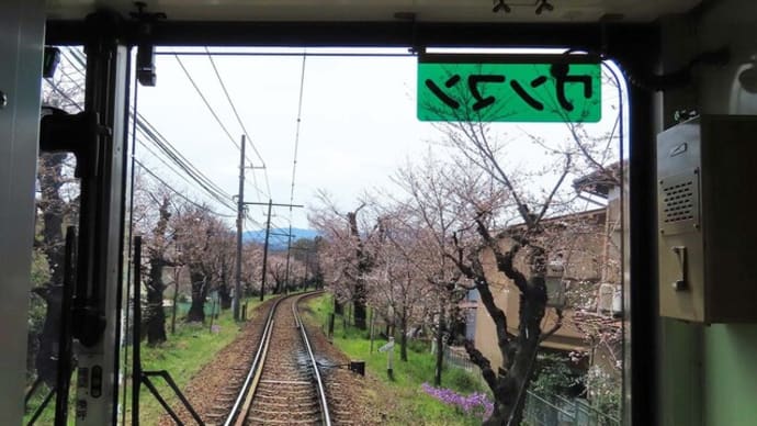2025 嵐電 桜のトンネル 猫草プレゼント