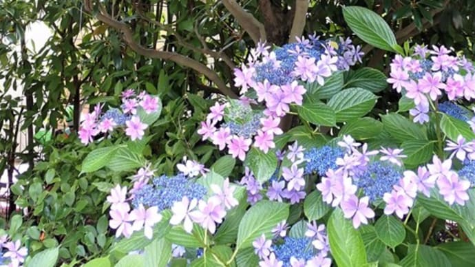 夏至の頃に咲く花
