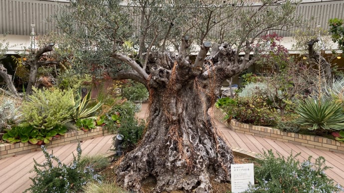 樹齢500年のオリーブの木