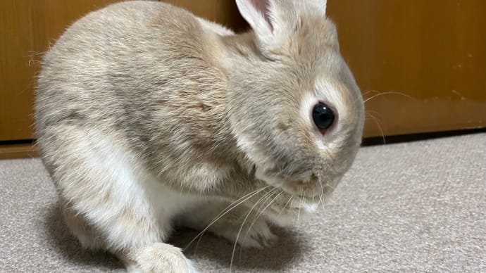 アナタも、ミロ飼い体験してみる？