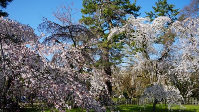It was a popular page yesterday, 2023/3/24, with my shots on 3/22 in Kyoto 3.