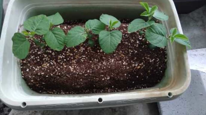 枝豆の間引き、もったいないので植替え・・・・・。(笑)