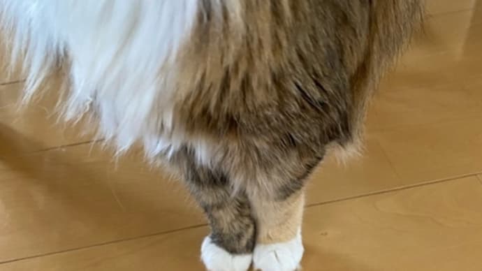 おすわり猫