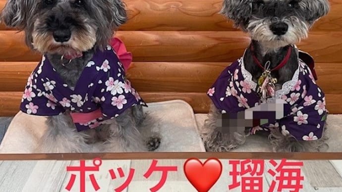 7月4日・5日・6日はポッケと浴衣