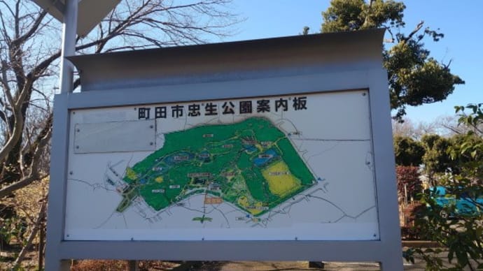 忠生公園の蝋梅きれいでした