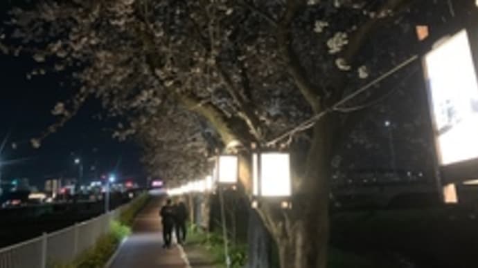 夜桜　2