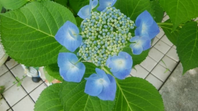 雨上がりの鉢植えたち