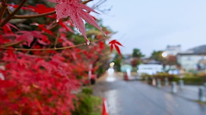 今日も寄り道...弥彦紅葉谷。