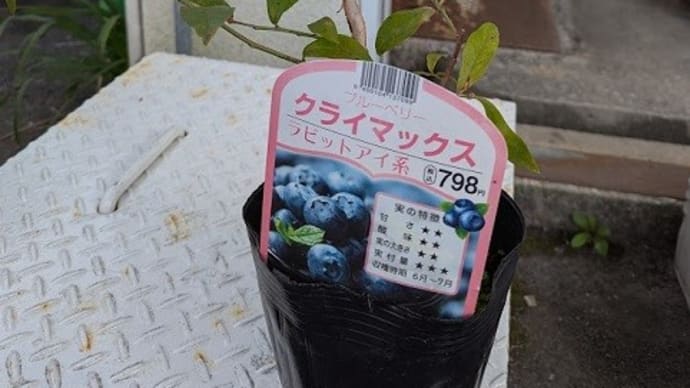 畑もクライマックス