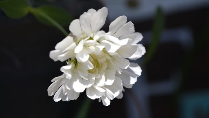春の花が咲いています♪
