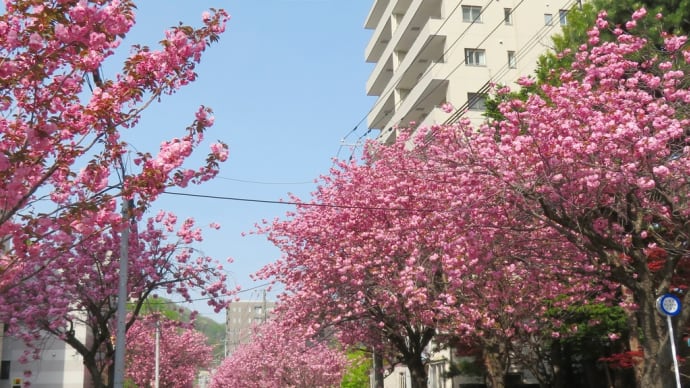 札幌で花見２０２３～有終の美を飾る南円山「さくら通り」ほか～