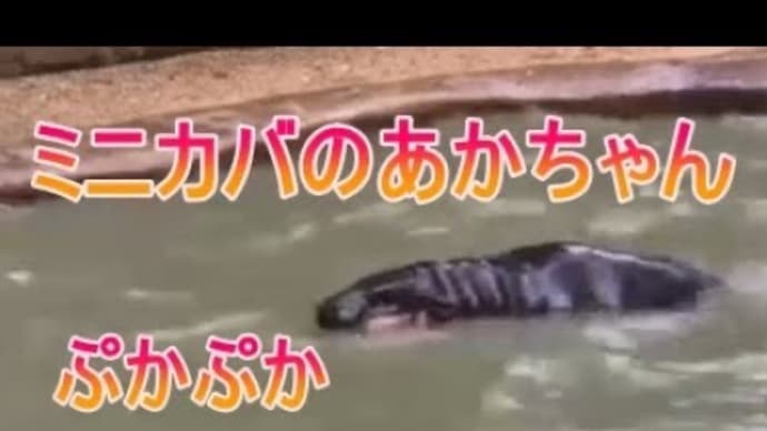 ぷかぷか泳ぐミニカバのあかちゃんをご覧ください。zoo 動物園