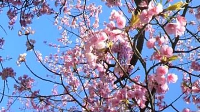 密蔵院で安行桜