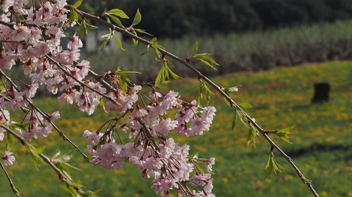 ご近所の若い枝垂桜さん