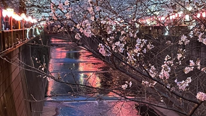 目黒川の桜