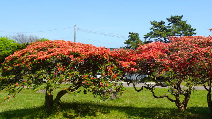 つつじ開花・ホテル恵風付近２０２４年５月１０日