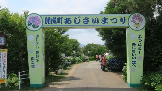 開成町あじさいまつり(後編)