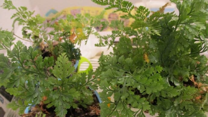 2021☆植替え☆シノブ