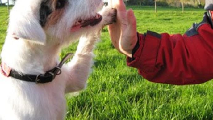愛犬、愛猫、ペットたちにもレイキヒーリング♪