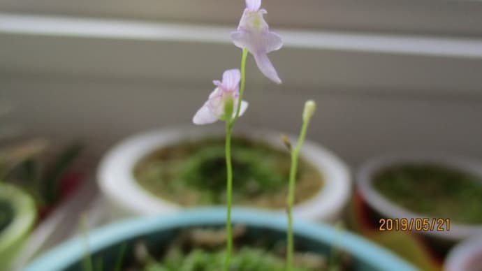 どんどん花咲くクリオネゴケ