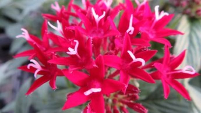 ペンタス & じゃがいも堀+さつまいも植え+花摘み