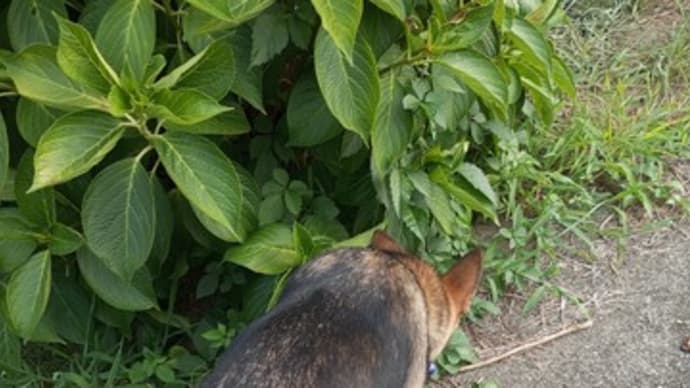 後ろ姿はシェパードのよう