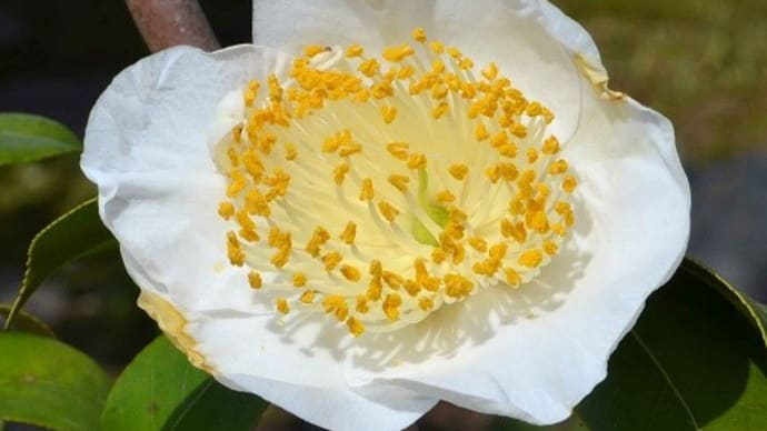 鉢植えの椿(20) 肥後椿の「満月」