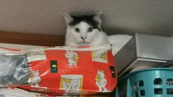 高いところが好き