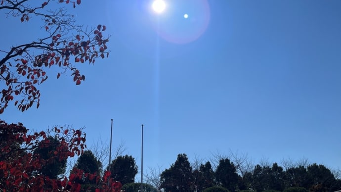 2024-11-22 真っ青な空と小さな秋