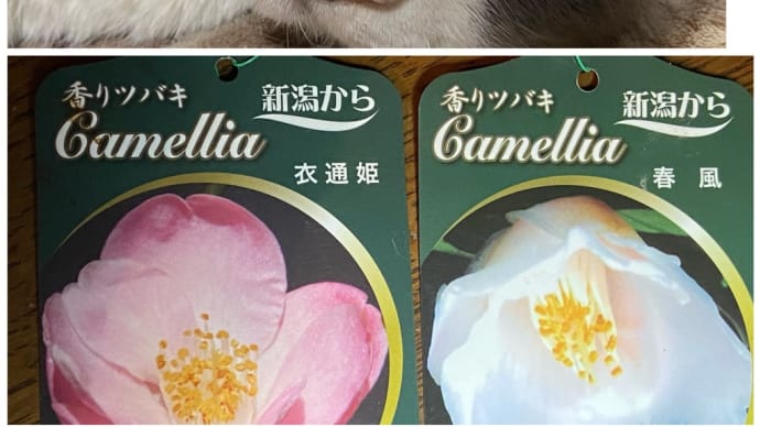 椿とタンタン