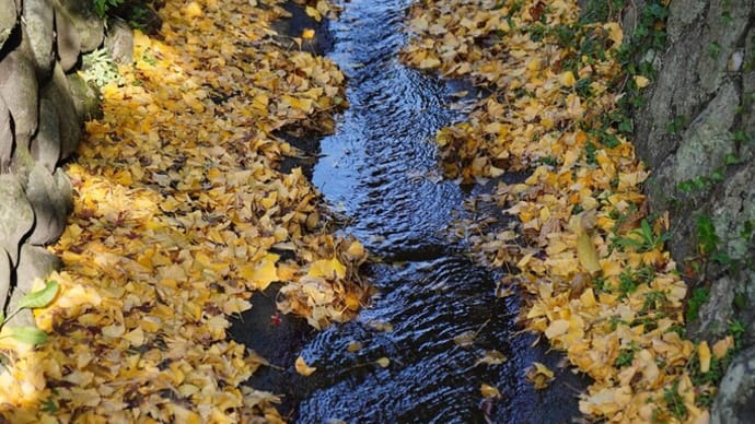 紅葉の錦【覚園寺】襲の色目（かさねのいろめ）を愉しむ