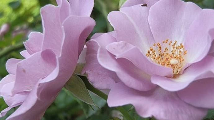 秘密の花園！？つる　たそがれ☆紫陽花も色づいて来ました♬