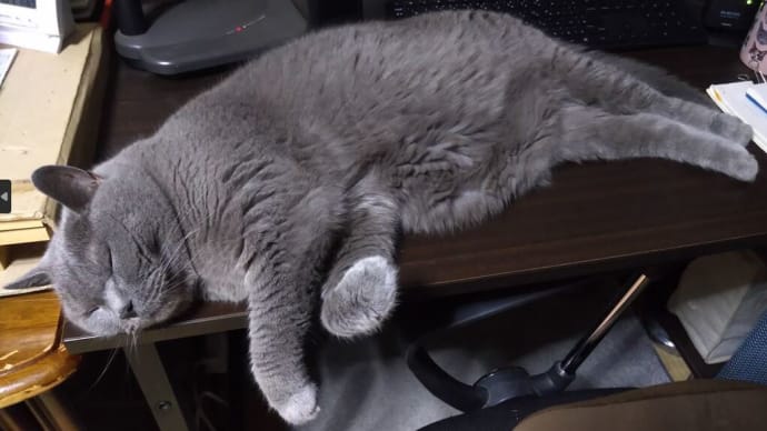 パソコンの前を占拠する猫の写真など