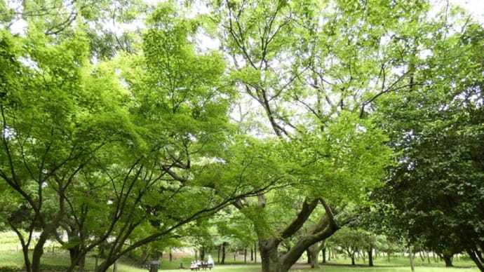 ・ 大和 ふれあいの森　新緑風景　ハナショウブ　（2021/05/18）