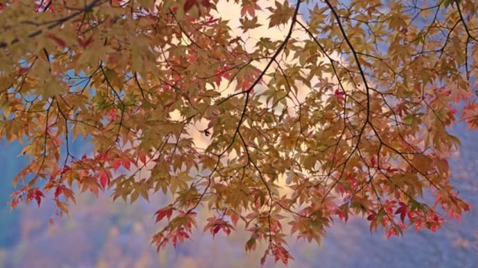 せせらぎ街道パスカル清美で(道の駅)紅葉