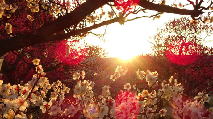 梅小路公園の梅と朝陽