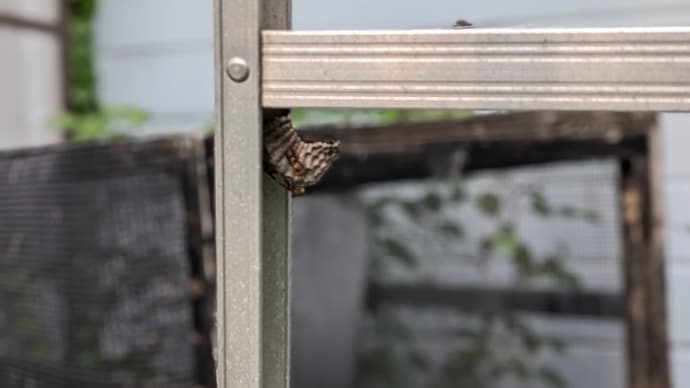 逆鱗に触れる