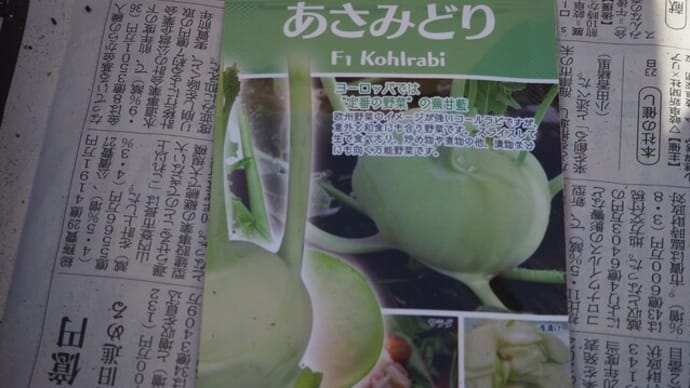 トウモロコシ他種蒔&クリスマスローズ