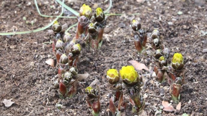 玄関前のローズガーデンの植え替えとジョウビタキ