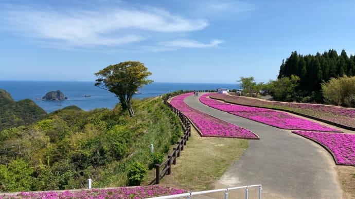 4月上旬 空の公園で見たシバザクラ