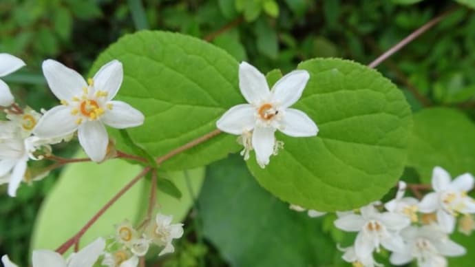 Fuzzy deutzia