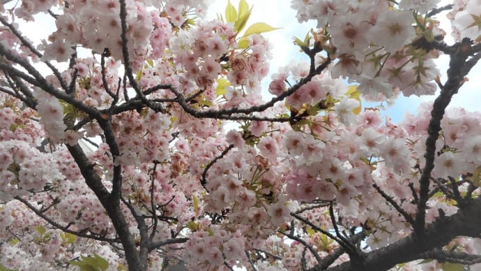 緑色、黄色そして、白色の八重桜～桜便り～（7）