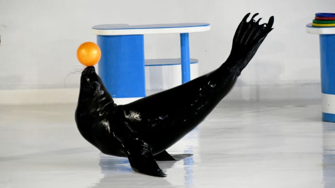 おたる水族館 オタリア・イルカショー