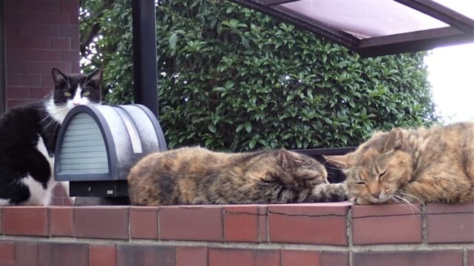 散歩で見かけた猫ちゃん